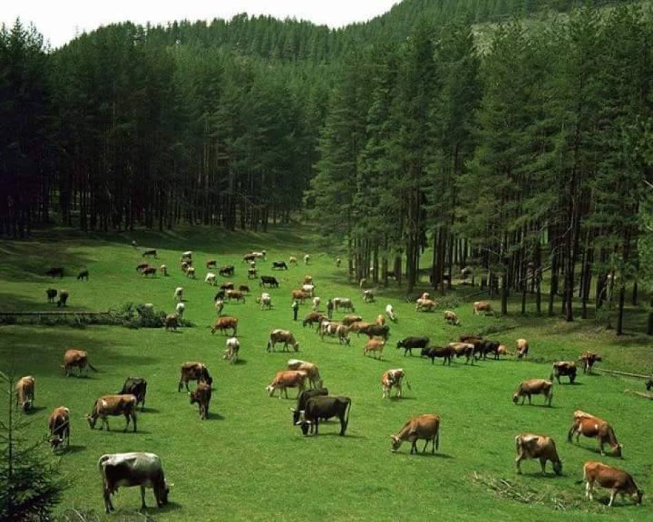 Shkollë për baresha në fshatrat e Spanjës